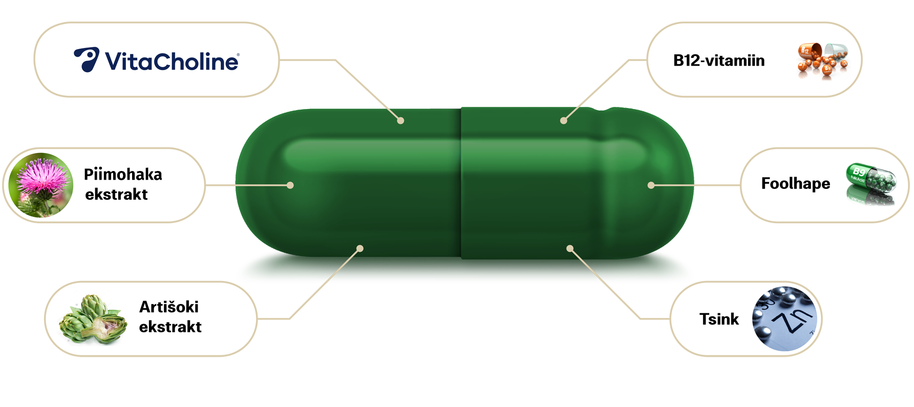 Natural Pharmaceuticals Hepactum™ FORTE Graafika, mis kujutab rohelist toidulisandi kapslit hallil taustal. Kapslist lähtuvad jooned viivad selle koostisosade nimetuste ja illustratsioonideni: VitaCholine®, piimohakk, artišoki ekstrakt, vitamiin B12, foolhape ja tsink. Iga koostisosa juures on vastav ikoon või illustreeriv foto.